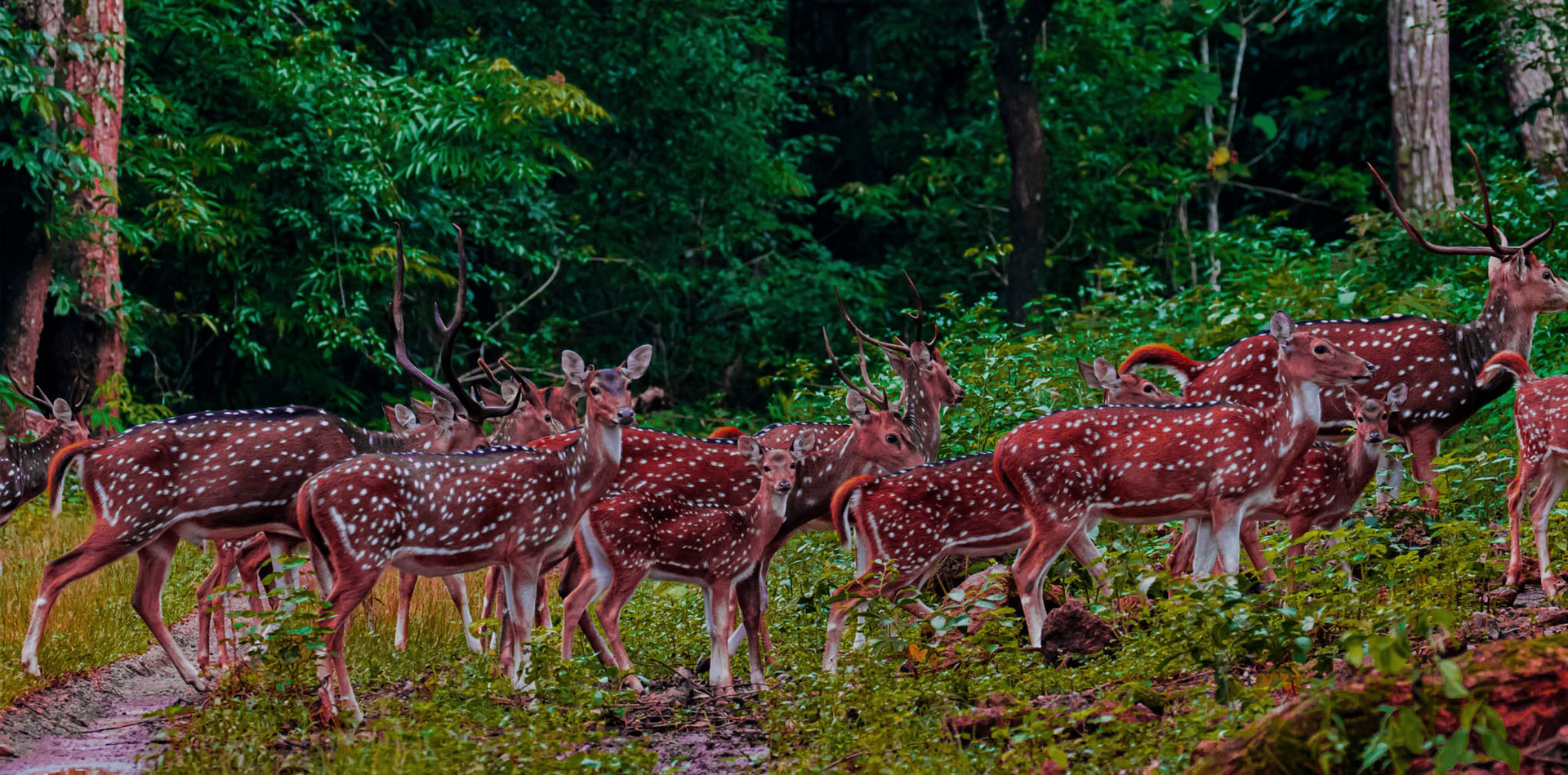 Simlipal National Park 2