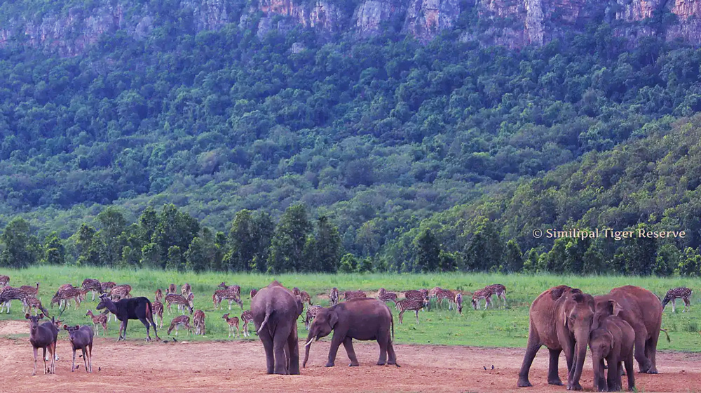 Simlipal National Park 3