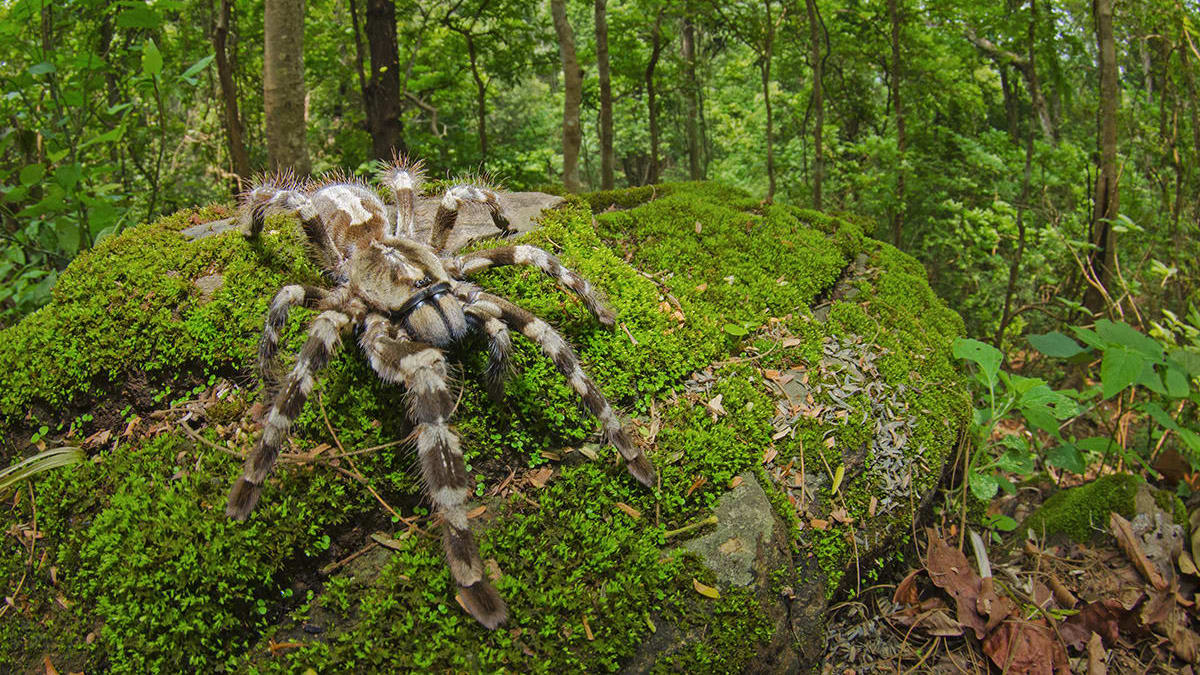 Kanger Valley National Park 5