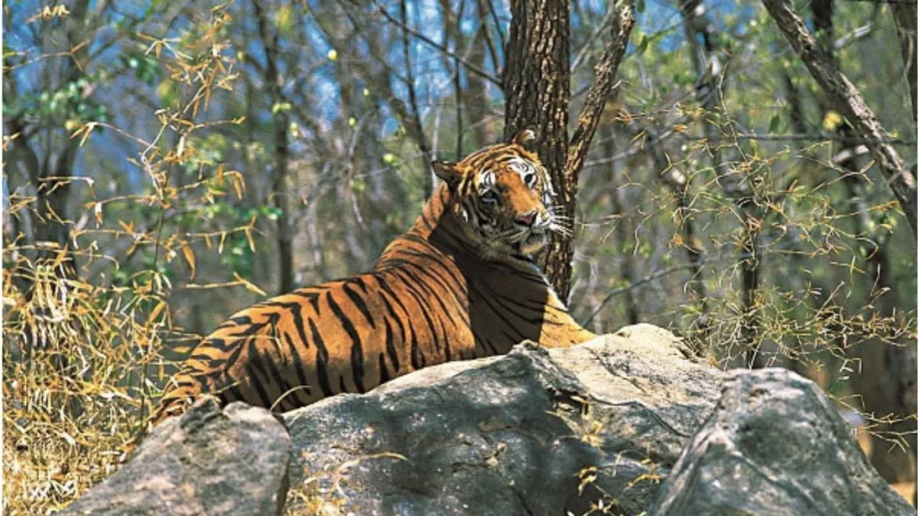 Achanakmar Tiger Reserve 2