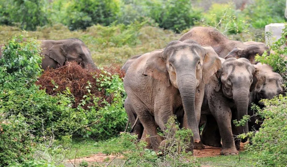 Achanakmar Tiger Reserve 3