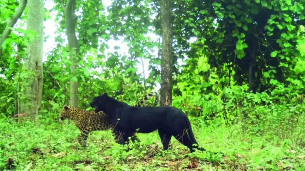 Achanakmar Tiger Reserve 4