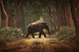 Dudhwa National Park 2