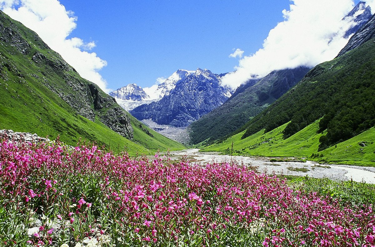 Valley of Flowers National Park 3