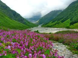 Valley of Flowers National Park 4