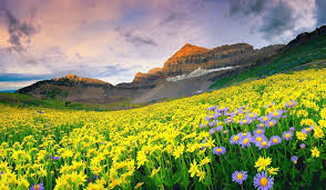 Valley of Flowers National Park 5