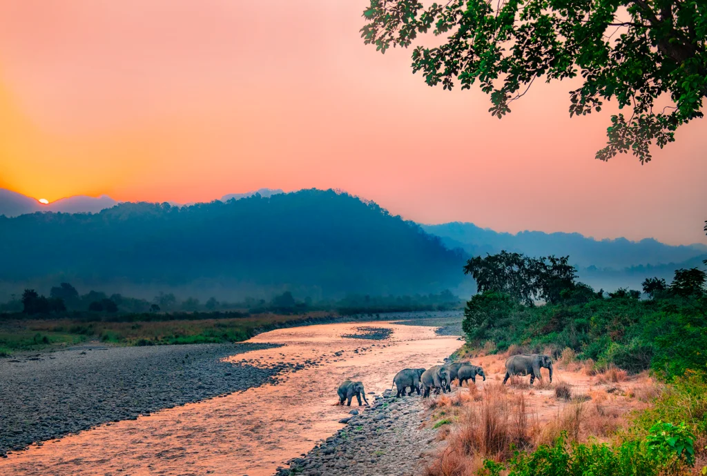 Jim Corbett National Park 2