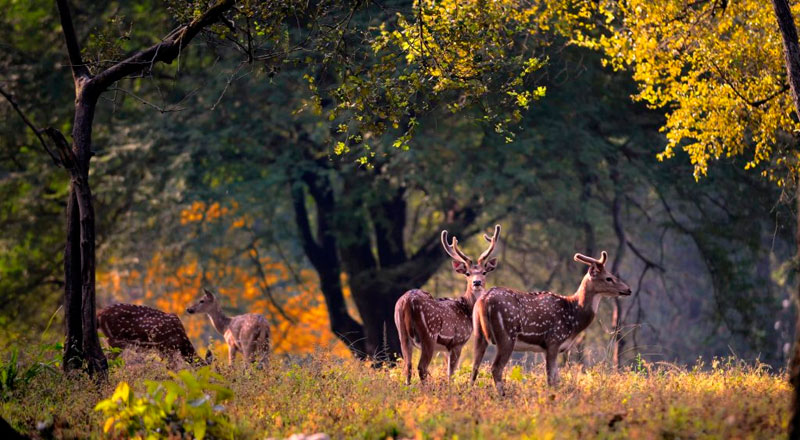 Jim Corbett National Park 4