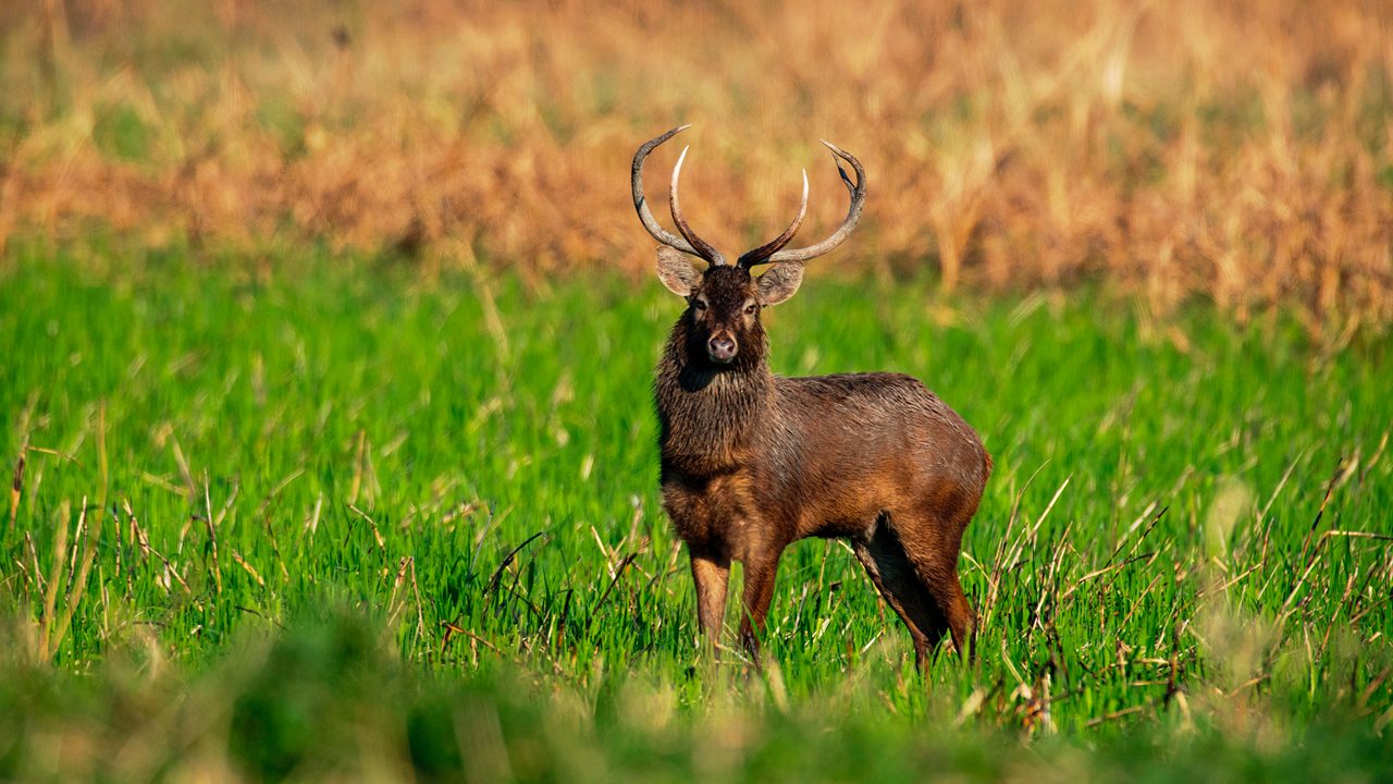Keibul Lamjao National Park 2