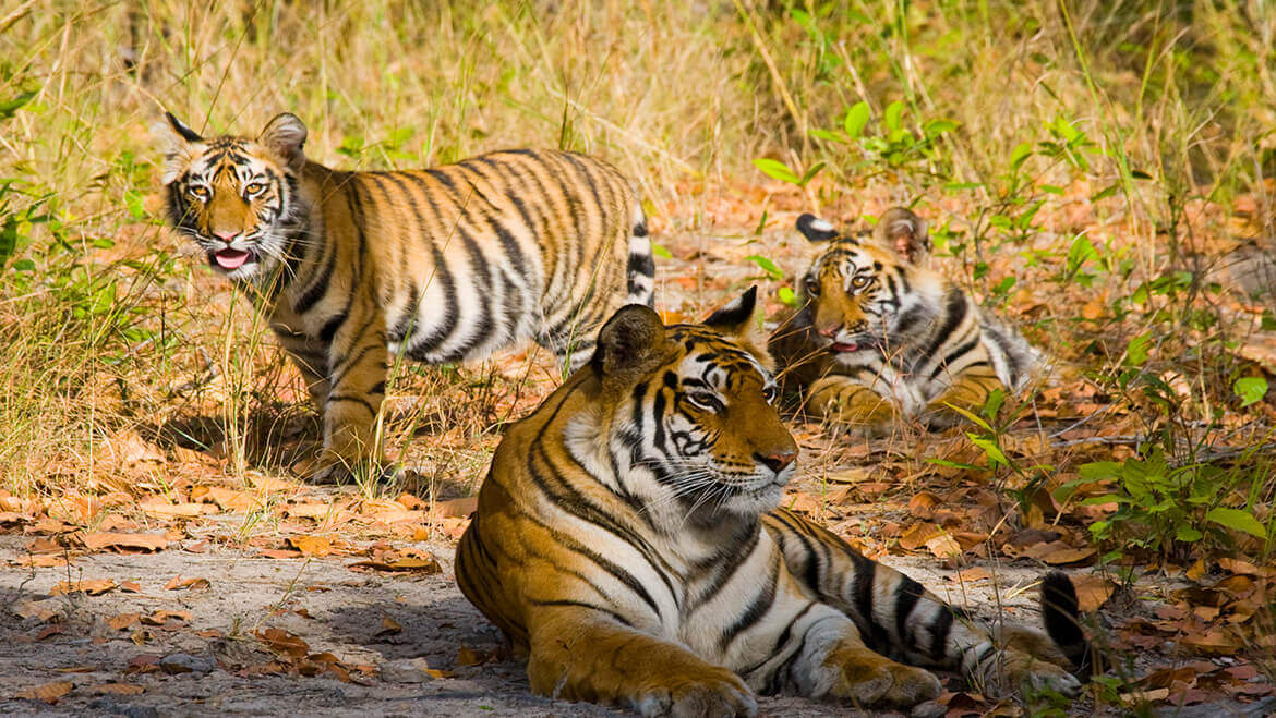 Bandhavgarh National Park 4