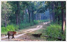Kanha National Park 4