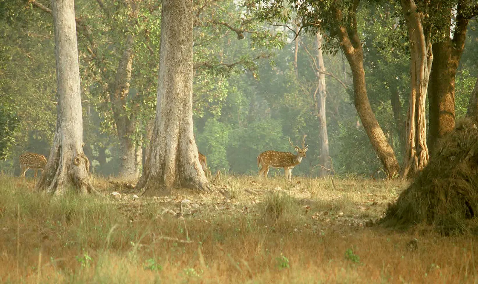 Kanha National Park 5