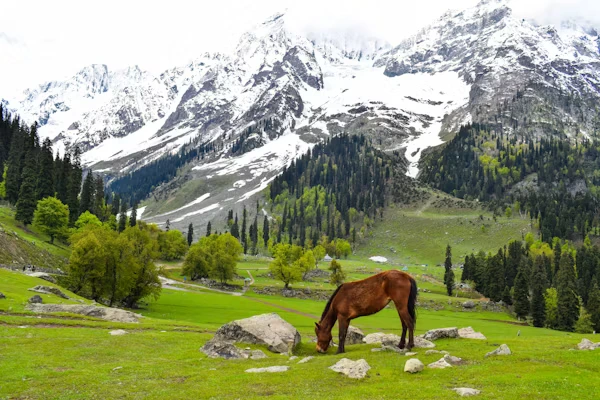 My Peaceful Winter Escape to Kashmir