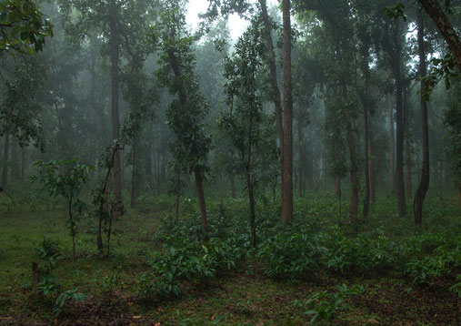SANJAY NATIONAL PARK 3