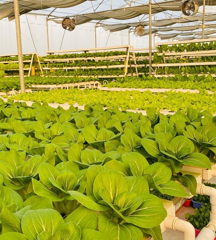 Sangam Farms, Bhilwara 3