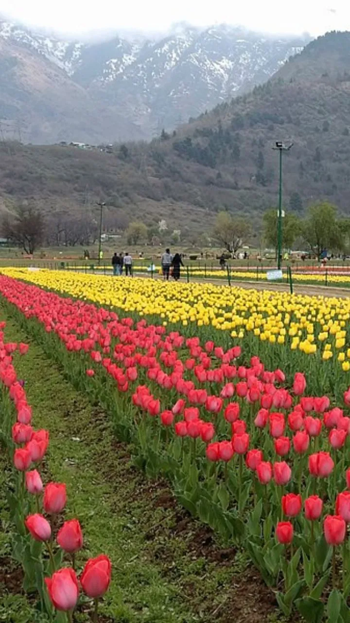Dras Pink Tulip Garden 2