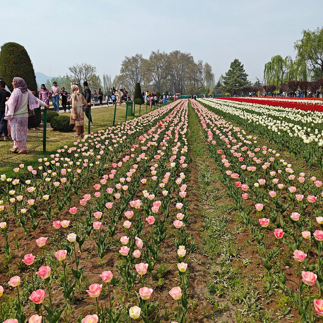 Dras Pink Tulip Garden 3