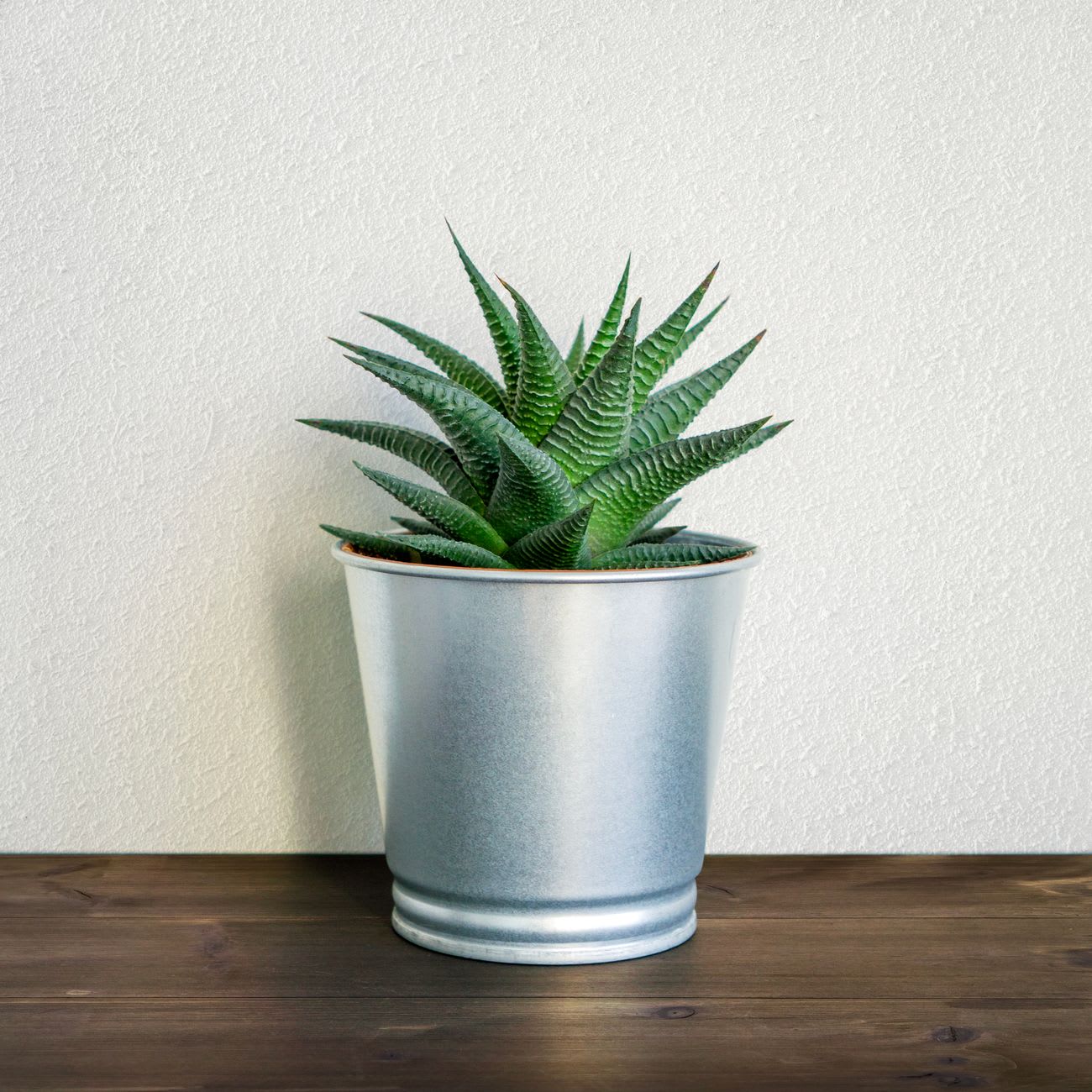 Money tree