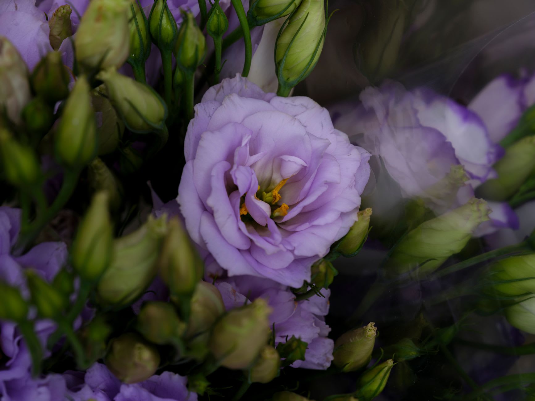 Five flower-care myths worth forgetting