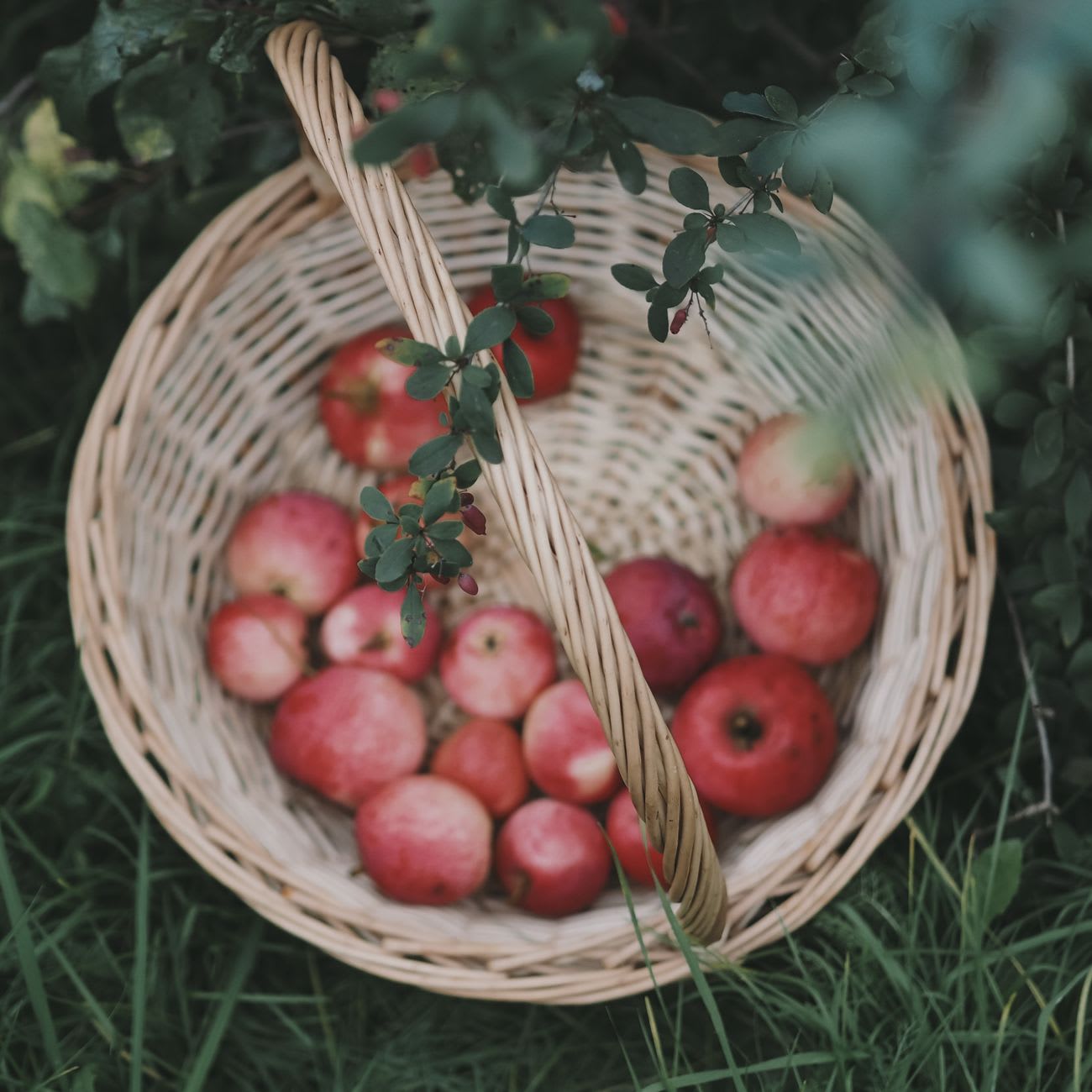 Fruit basket
