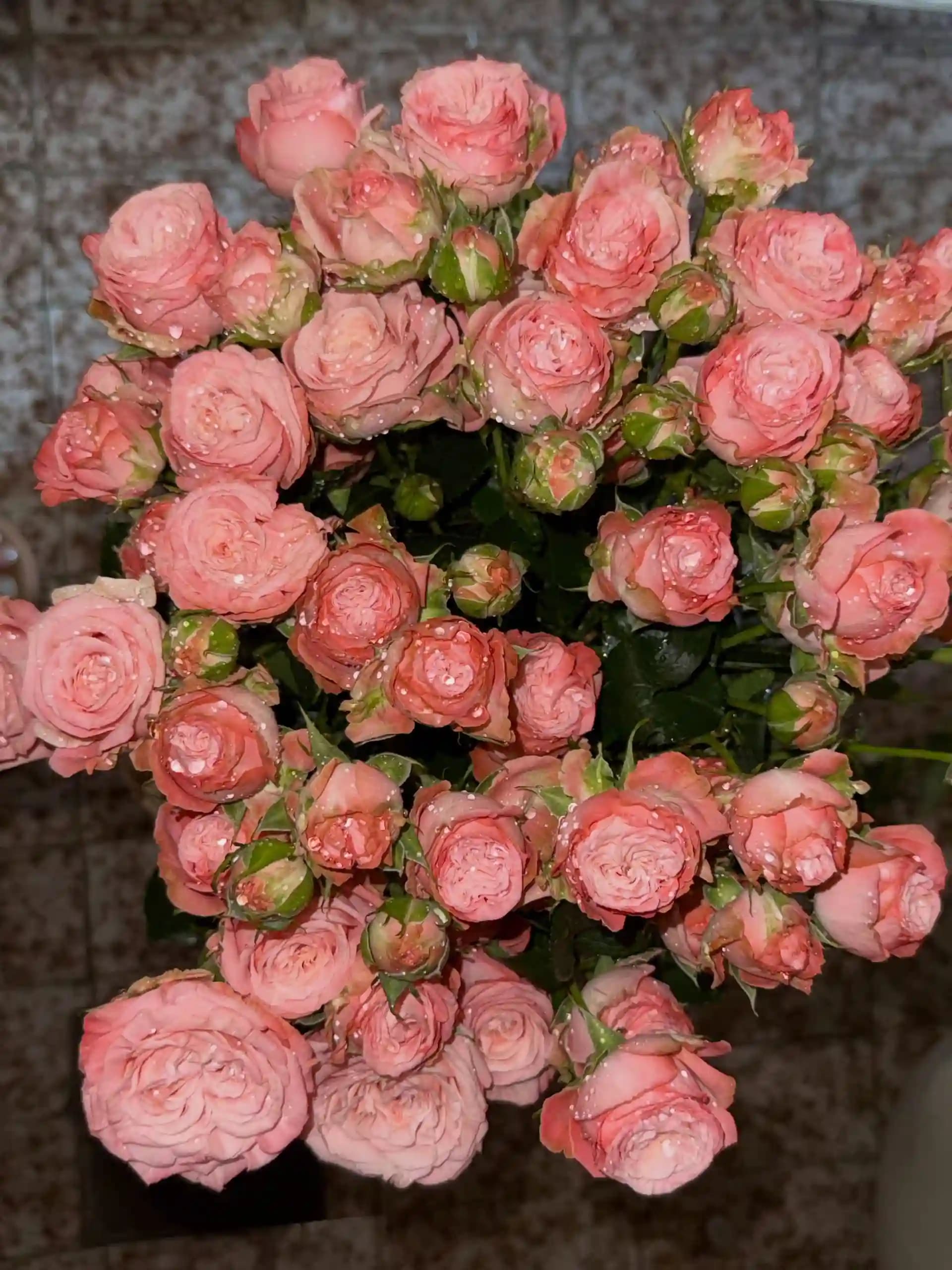 “Pink Powder” spray roses