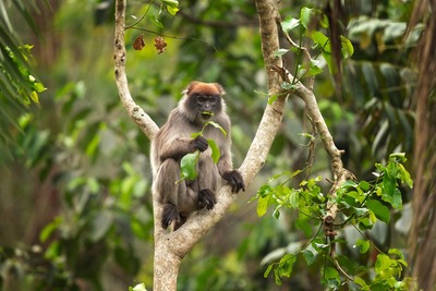 Parc national de la Lomami