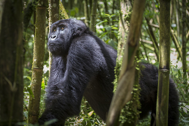 Parc national de Kahuzi-Biega (PNKB)