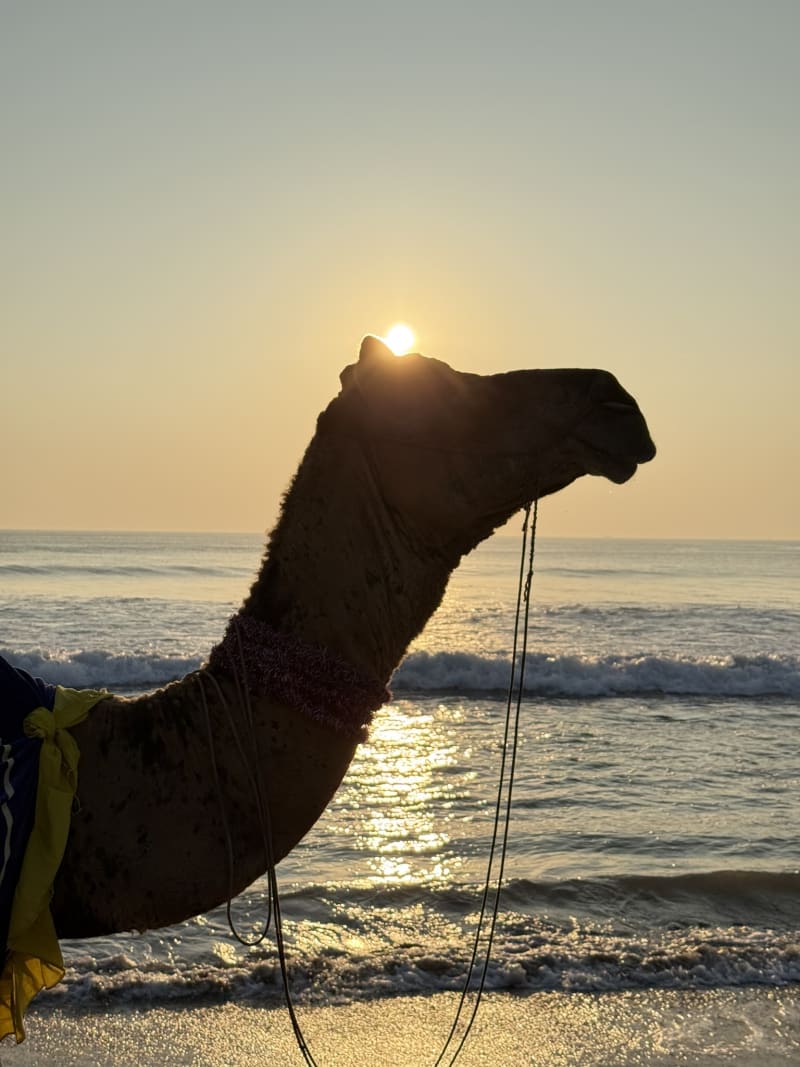 A camel silhouetted against the setting sun