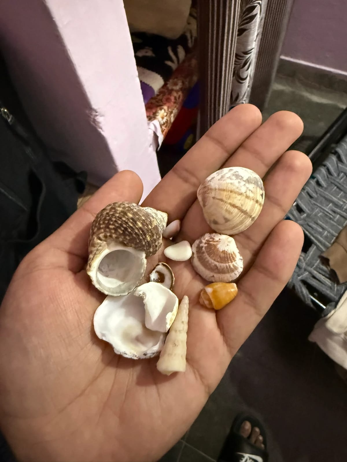 Souvenirs from the beach