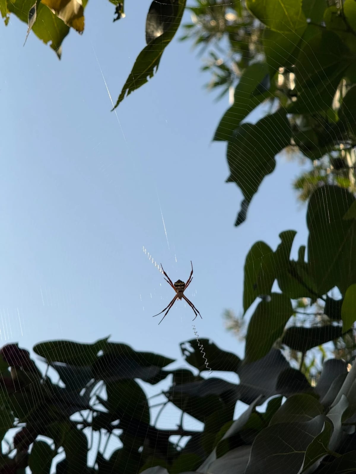 Spider on the tree