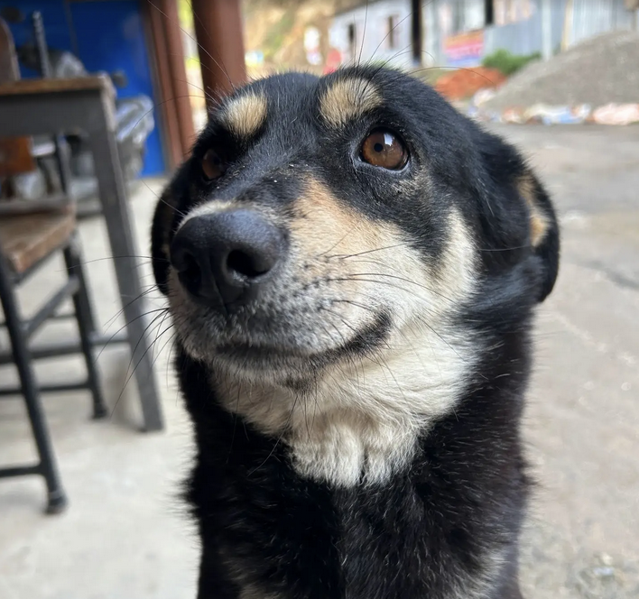 cutest dog in kakani