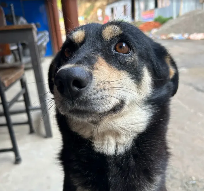 cutest dog in kakani