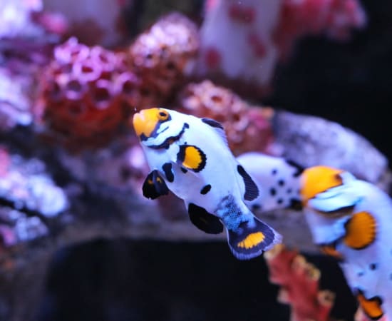 Bangkok: SEA LIFE Bangkok Ocean World