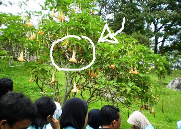 Pohon Kecubung, Tanaman Liar Yang Sering Di Salahgunakan Untuk Mabuk pohon kecubung Pohon Kecubung, Tanaman Liar Yang Sering Di Salahgunakan Untuk Mabuk