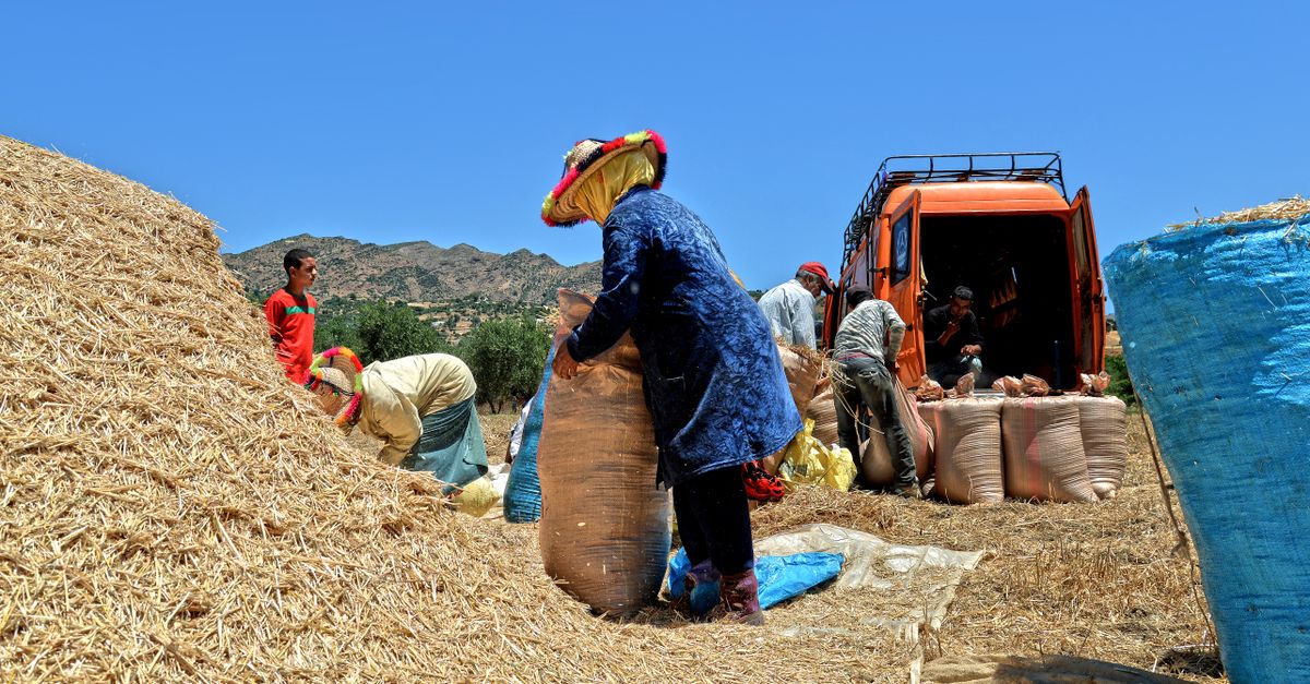 Consulting Provinces on Wheat Prices: What It Means for Farmers, Consumers and the Fight Against Hoarding illustration or cover