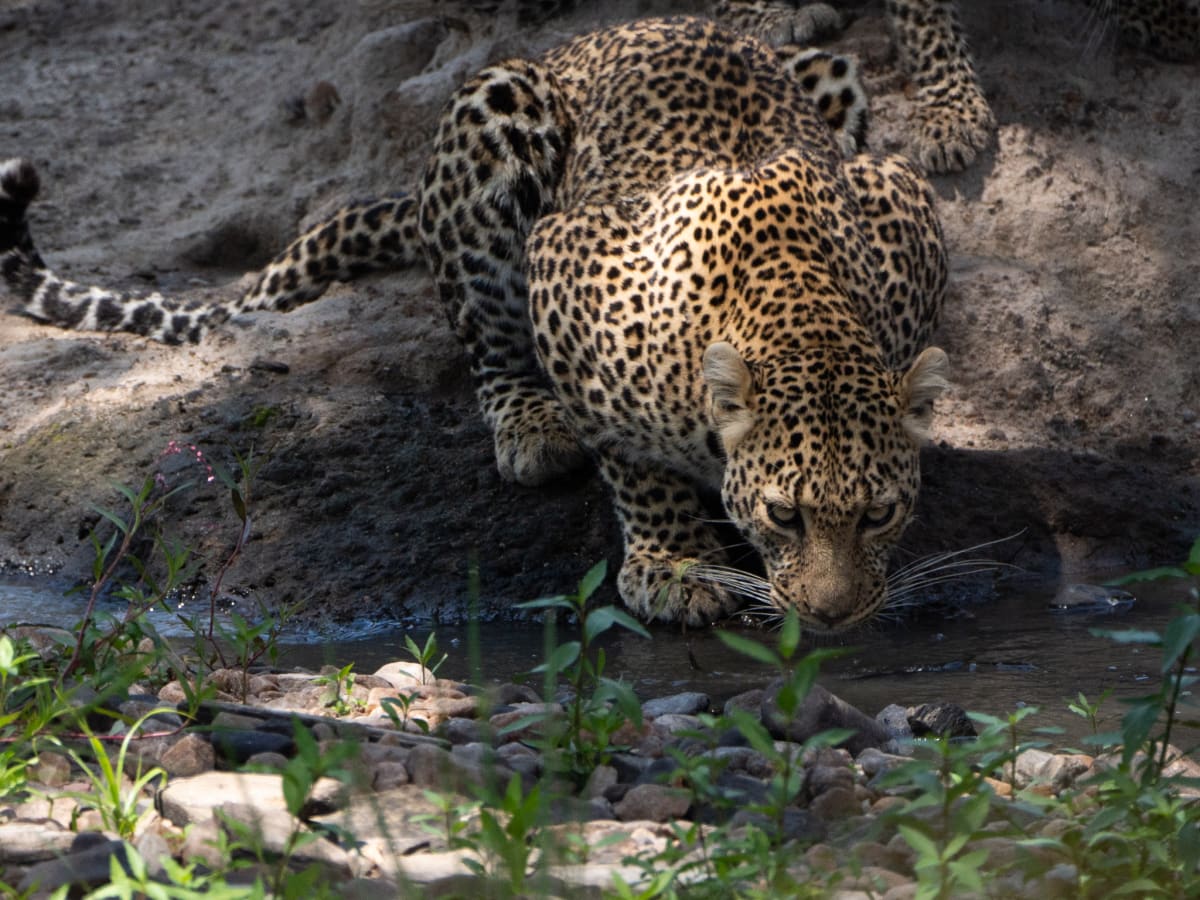Green Season 2 Days Tanzania Safari 2027 (5 Stars)