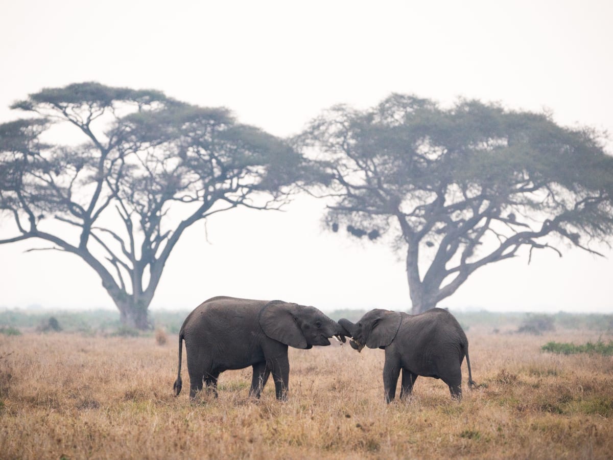 All Season 5 Days Tanzania Safari 2027 (2 Stars)