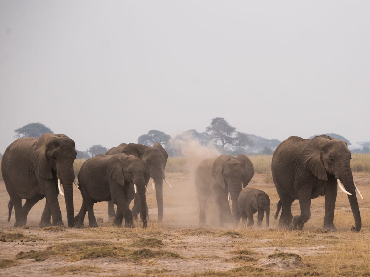 Green Season 3 Days Tanzania Safari 2027 (4 Stars)