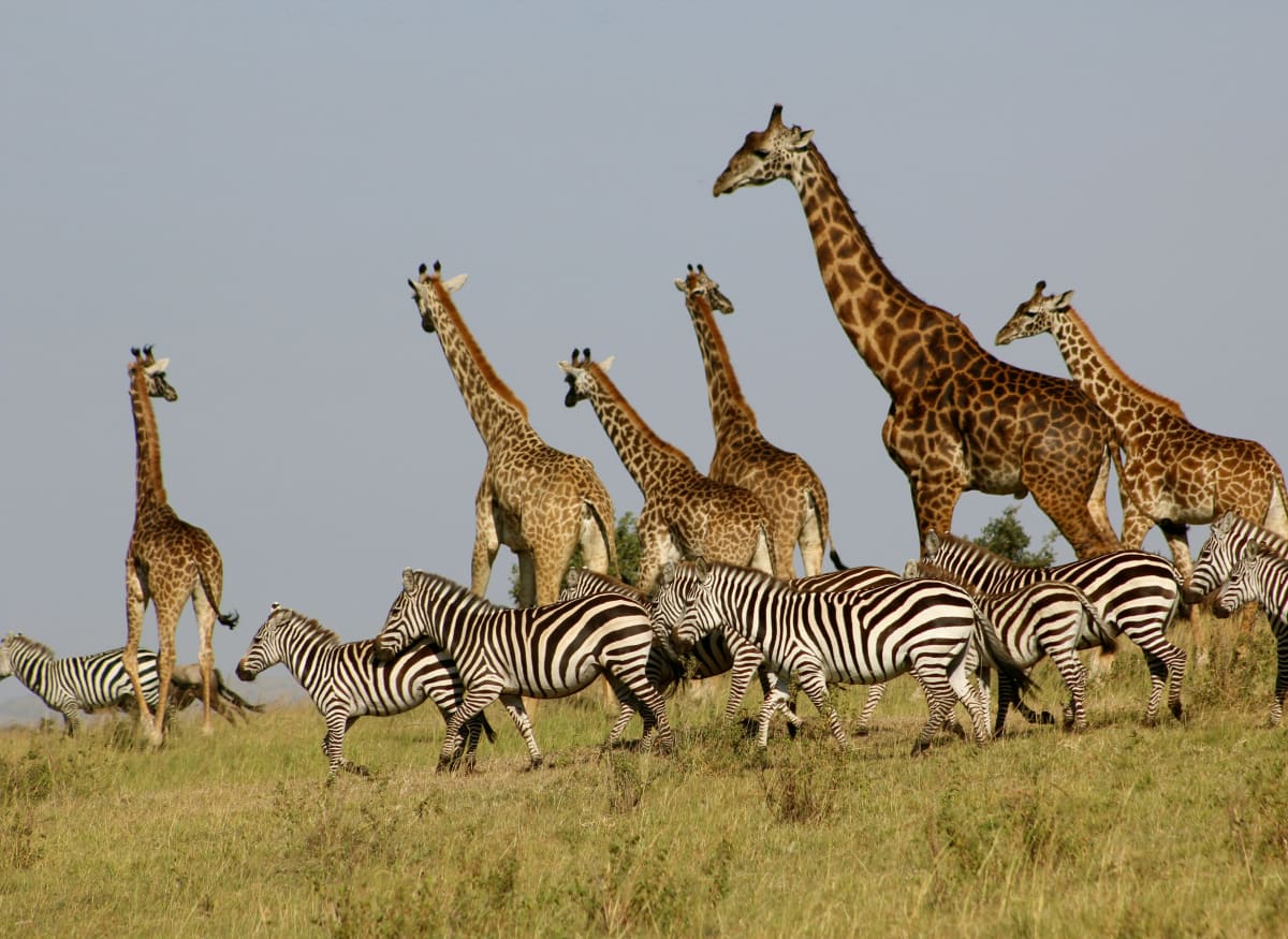 5-Day Samburu Mara Tazama Flying Package