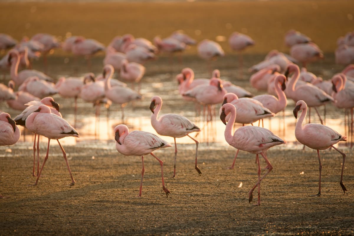 7 Day Kenya Safari — Maasai Mara, Amboseli, Nakuru & Naivasha