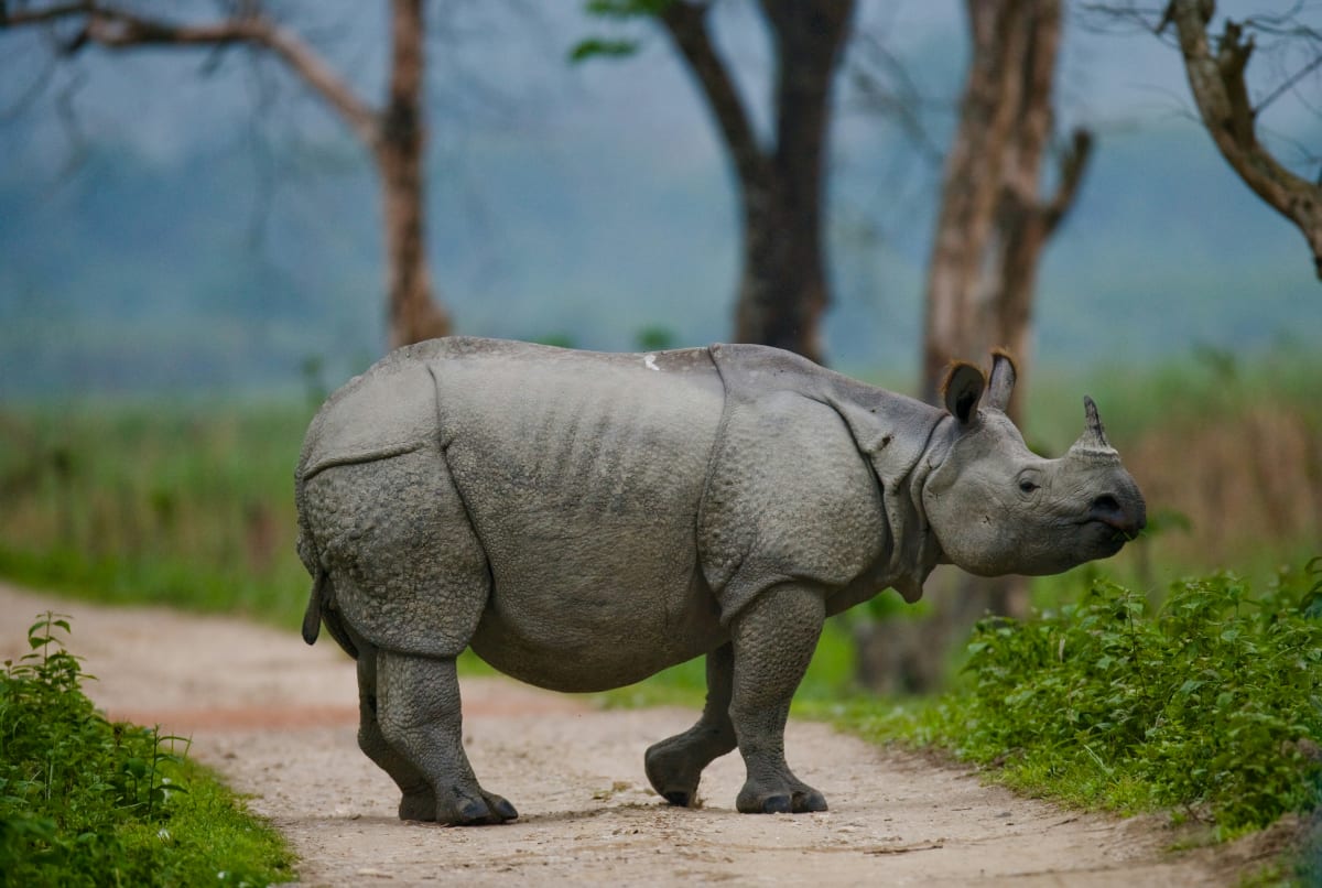 Green Season 7 Days Tanzania Safari 2027 (3 Stars)