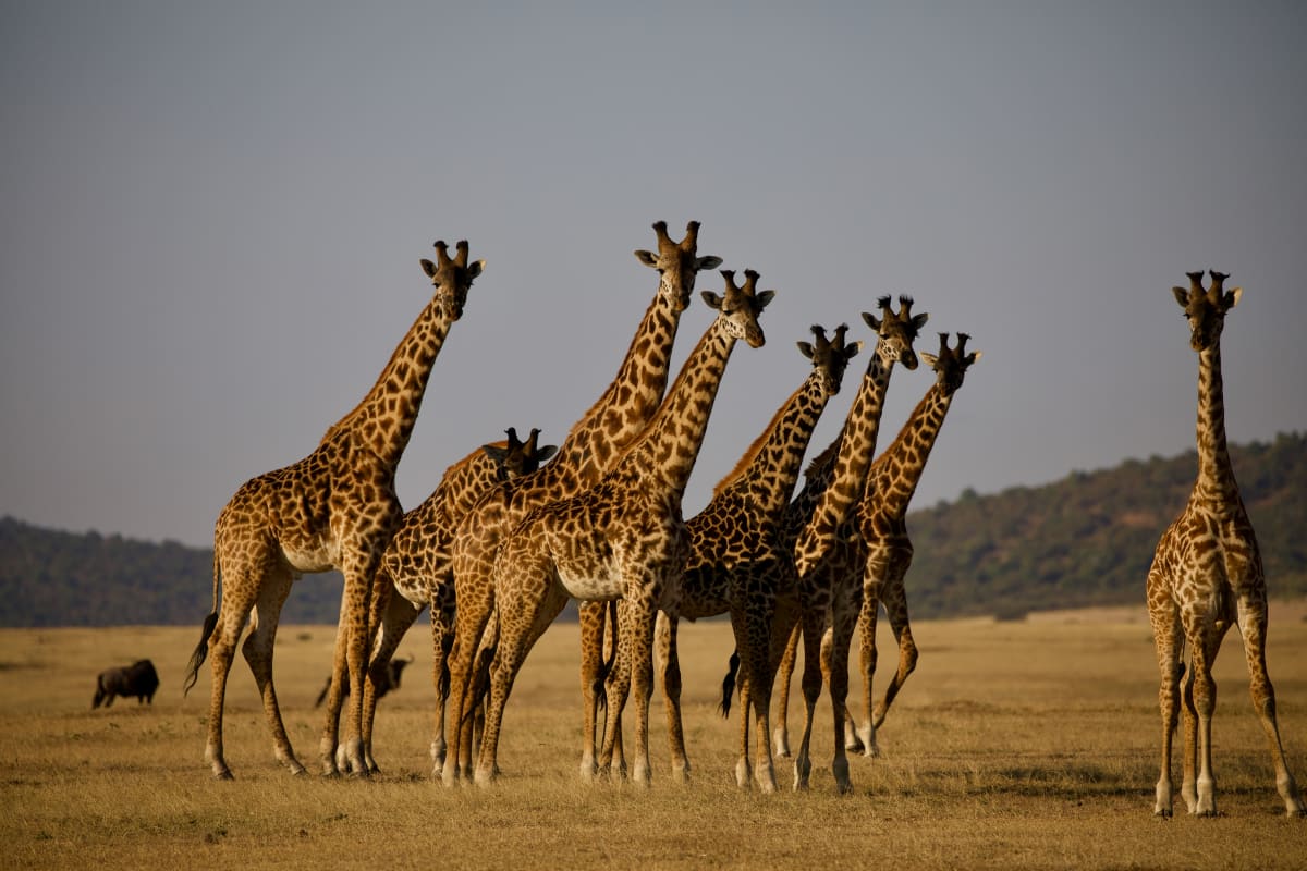 Green Season 7 Days Tanzania Safari 2027 (4 Stars)