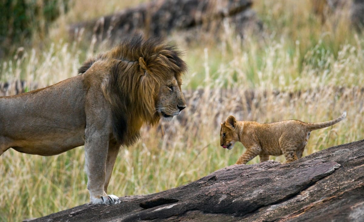 High Season 10 Days Tanzania Safari 2027 (3 Stars)