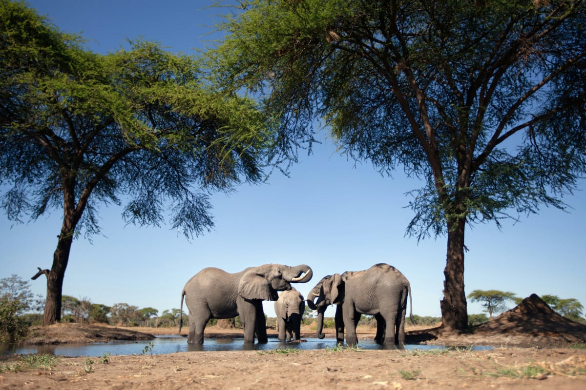 High Season 10 Days Tanzania Safari 2027 (5 Stars)