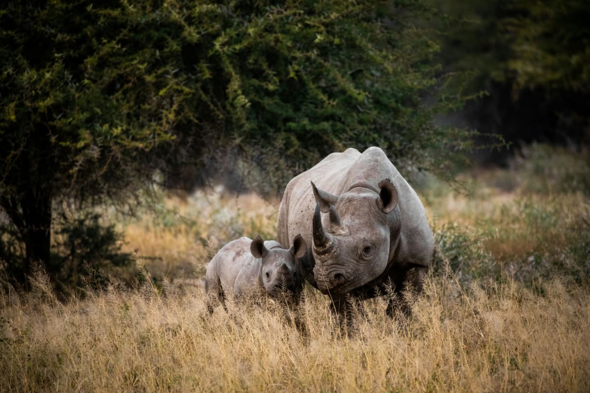 High Season 14 Days Tanzania Safari 2027 (3 Stars)