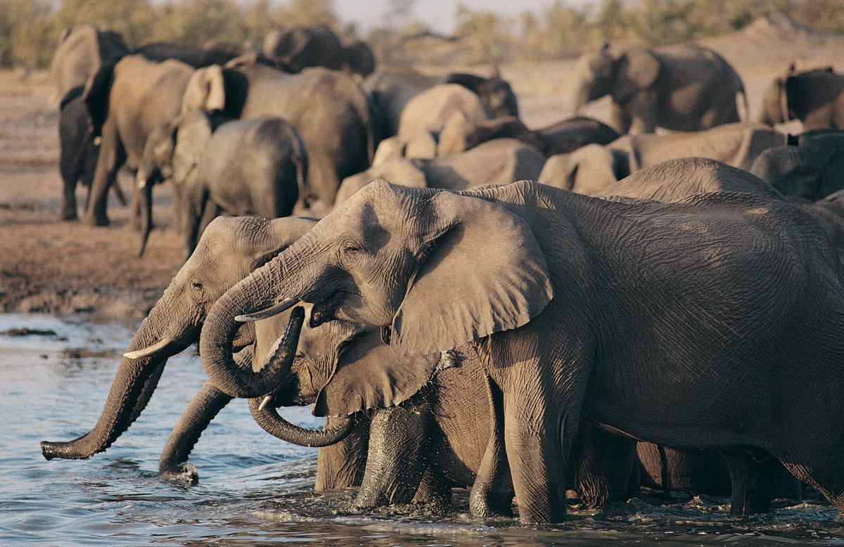 High Season 2 Days Tanzania Safari 2027 (3 Stars)