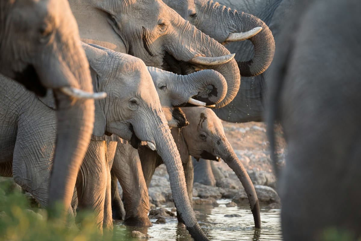 High Season 2 Days Tanzania Safari 2027 (4 Stars)