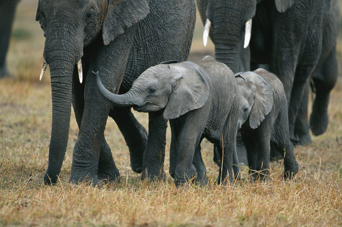 High Season 3 Days Tanzania Safari 2027 (3 Stars)