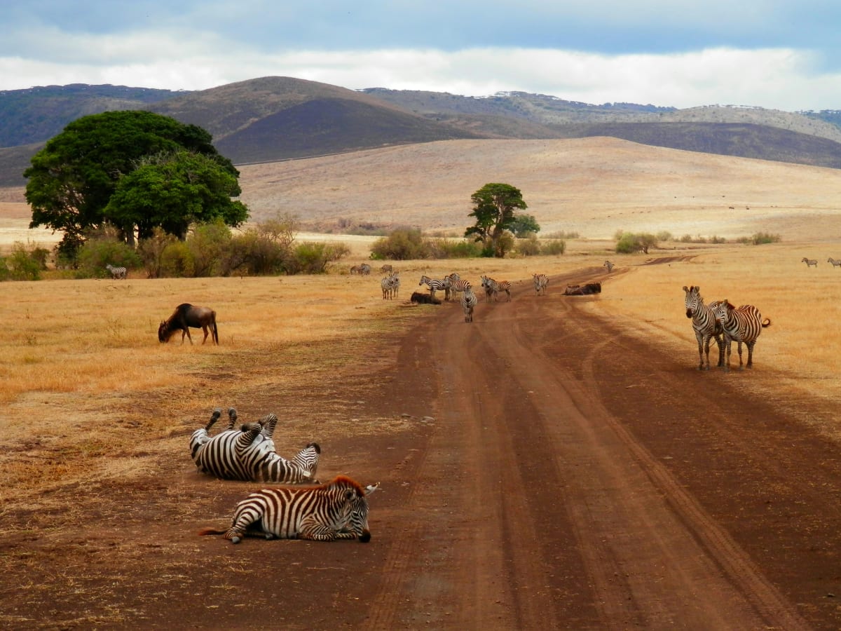 High Season 4 Days Tanzania Safari 2027 (3 Stars)