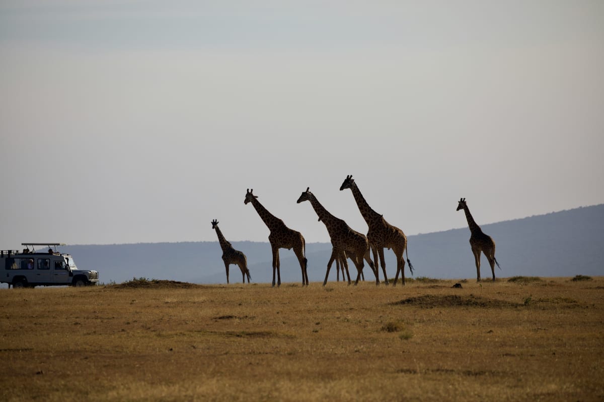 High Season 7 Days Tanzania Safari 2027 (3 Stars)